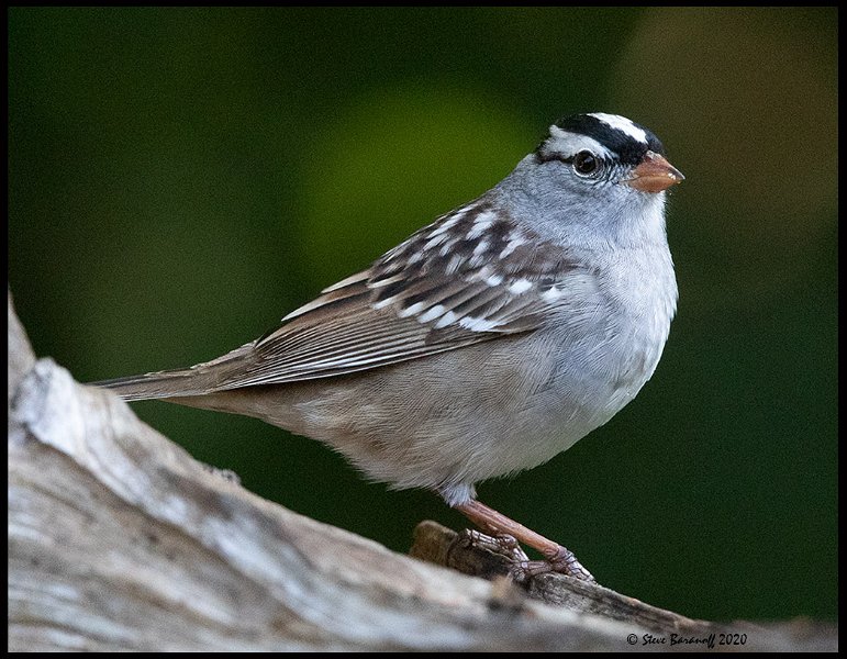 _0SB0652 white-crowned sparrow.jpg